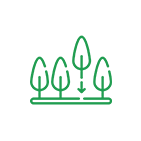 Plantation d'arbres, cèdres et gazon